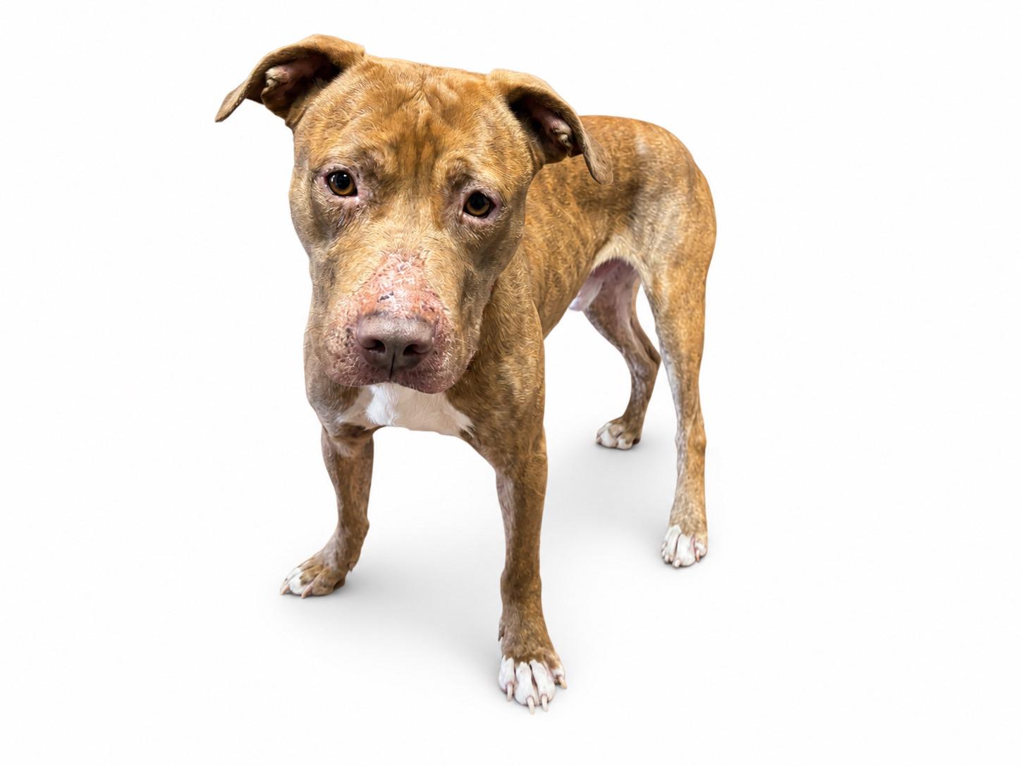 Enlarge Caine, a Adoptable Pit Bull Terrier in Waldorf, MD image 1/1