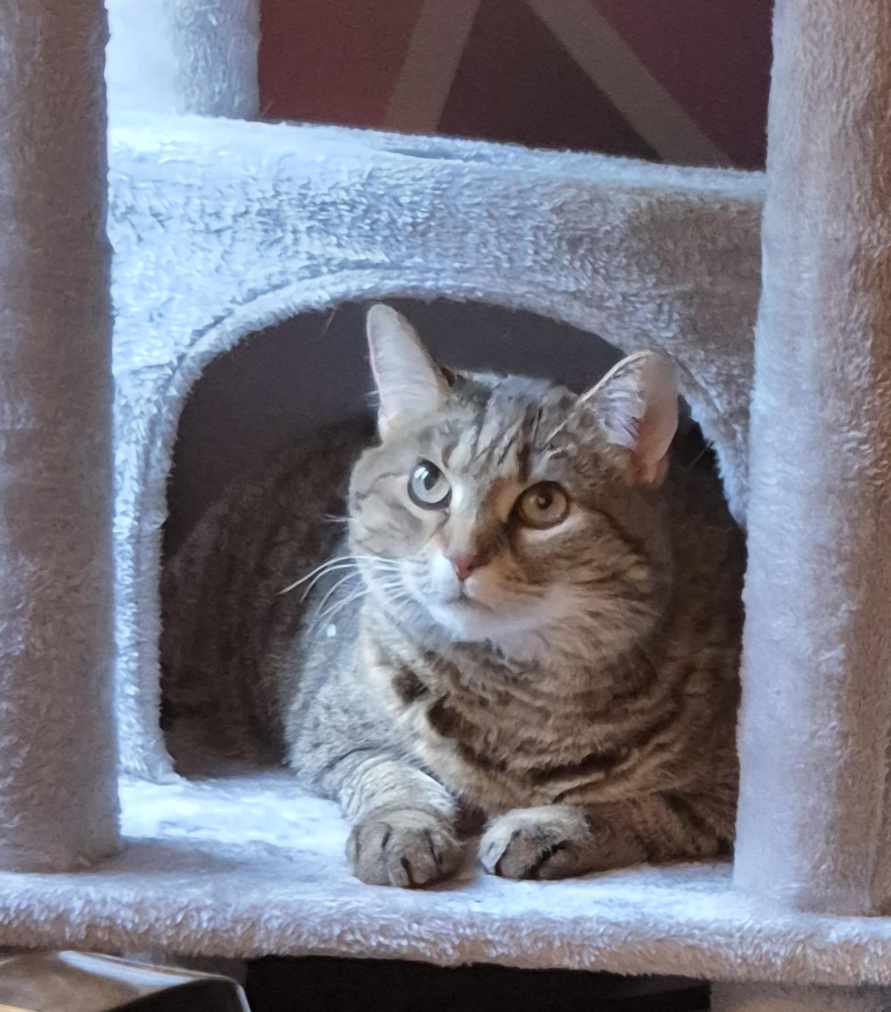 Freya, Adoptable, Adult Female Domestic Short Hair & Domestic Medium Hair.
