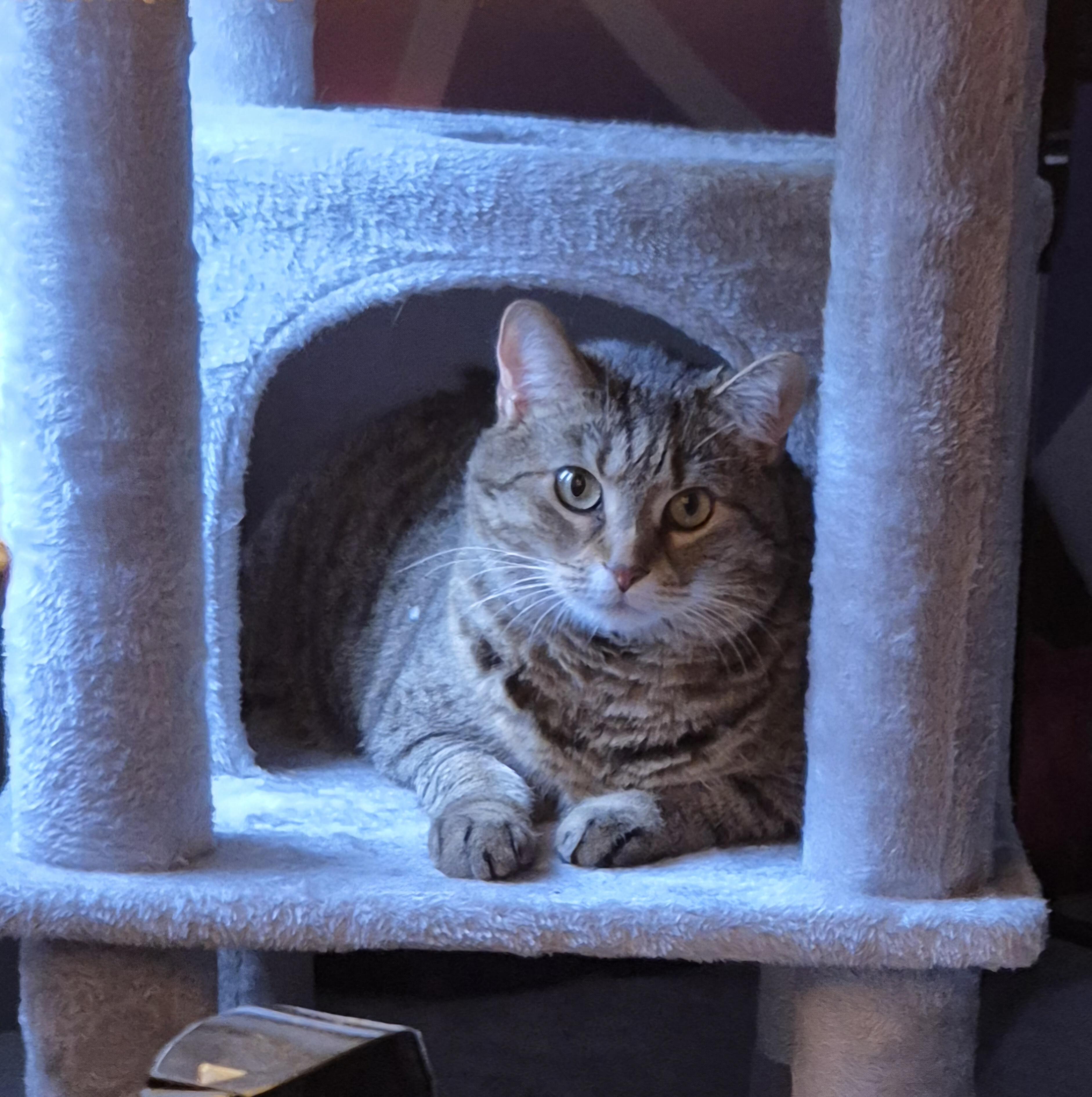 Freya, a Adoptable mixed breed in Latham, NY image 2/4