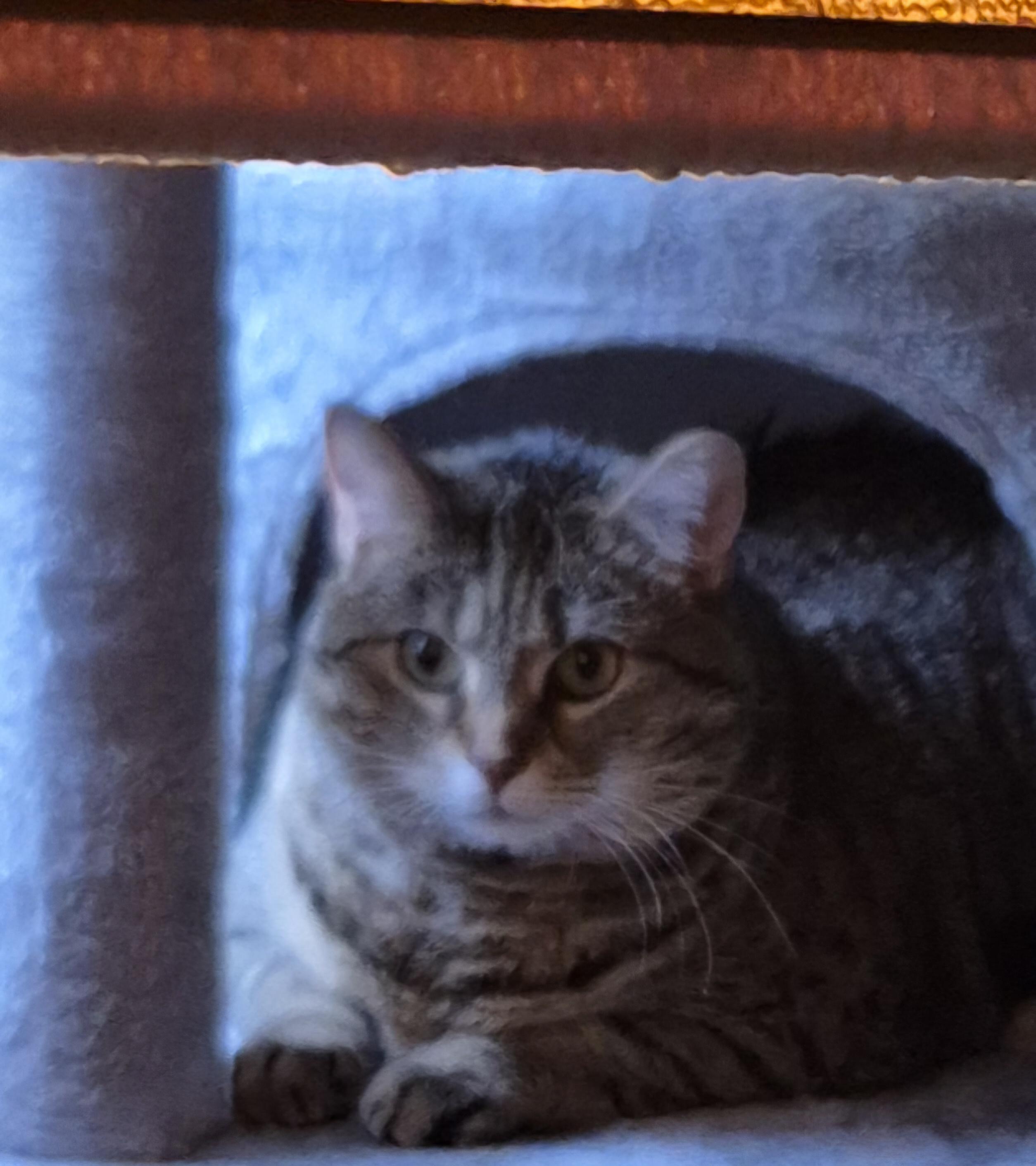 Freya, a Adoptable mixed breed in Latham, NY image 3/4