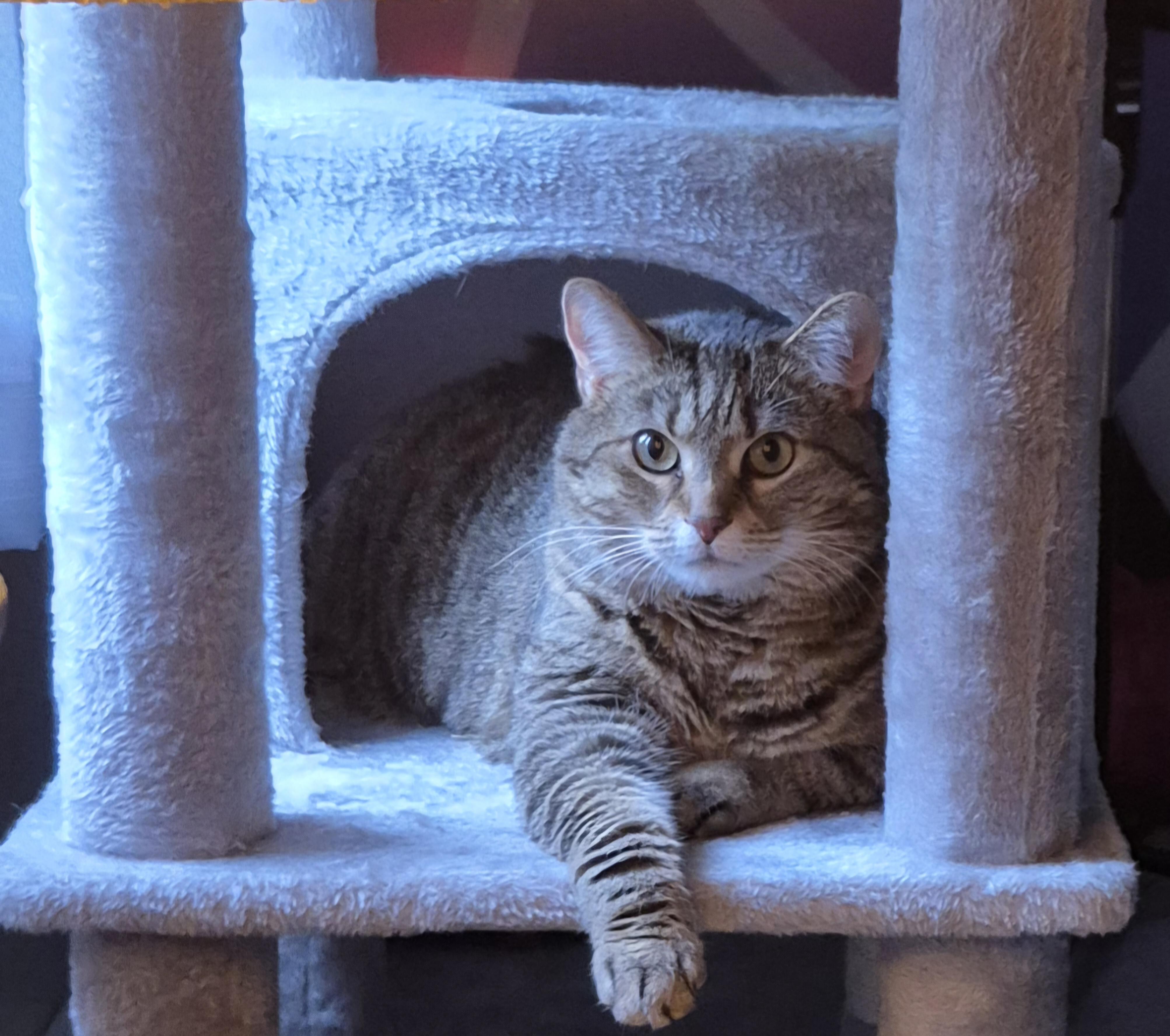 Freya, a Adoptable mixed breed in Latham, NY image 4/4