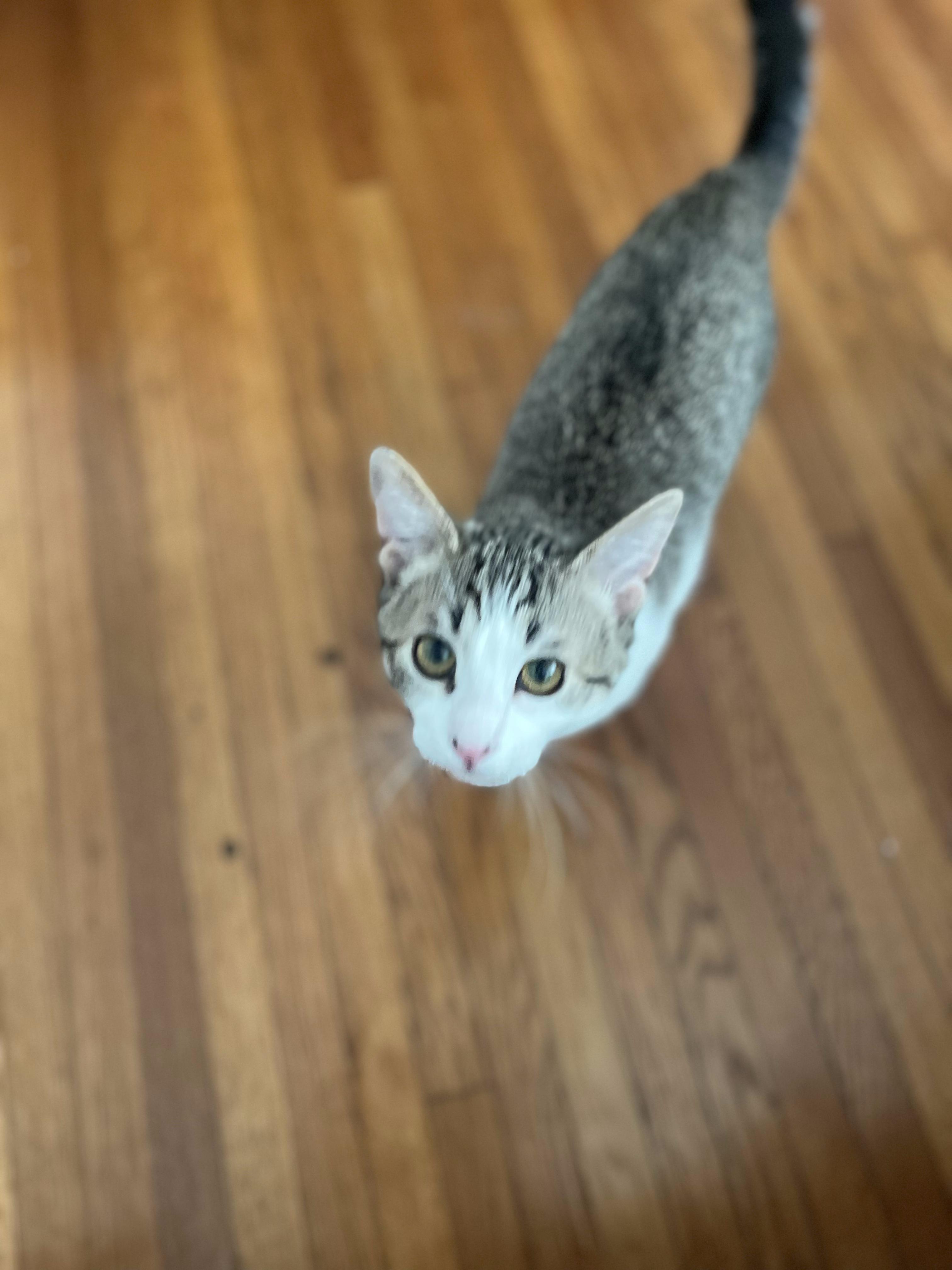 Broccolo, Adopted, Adult Male Domestic Short Hair.
