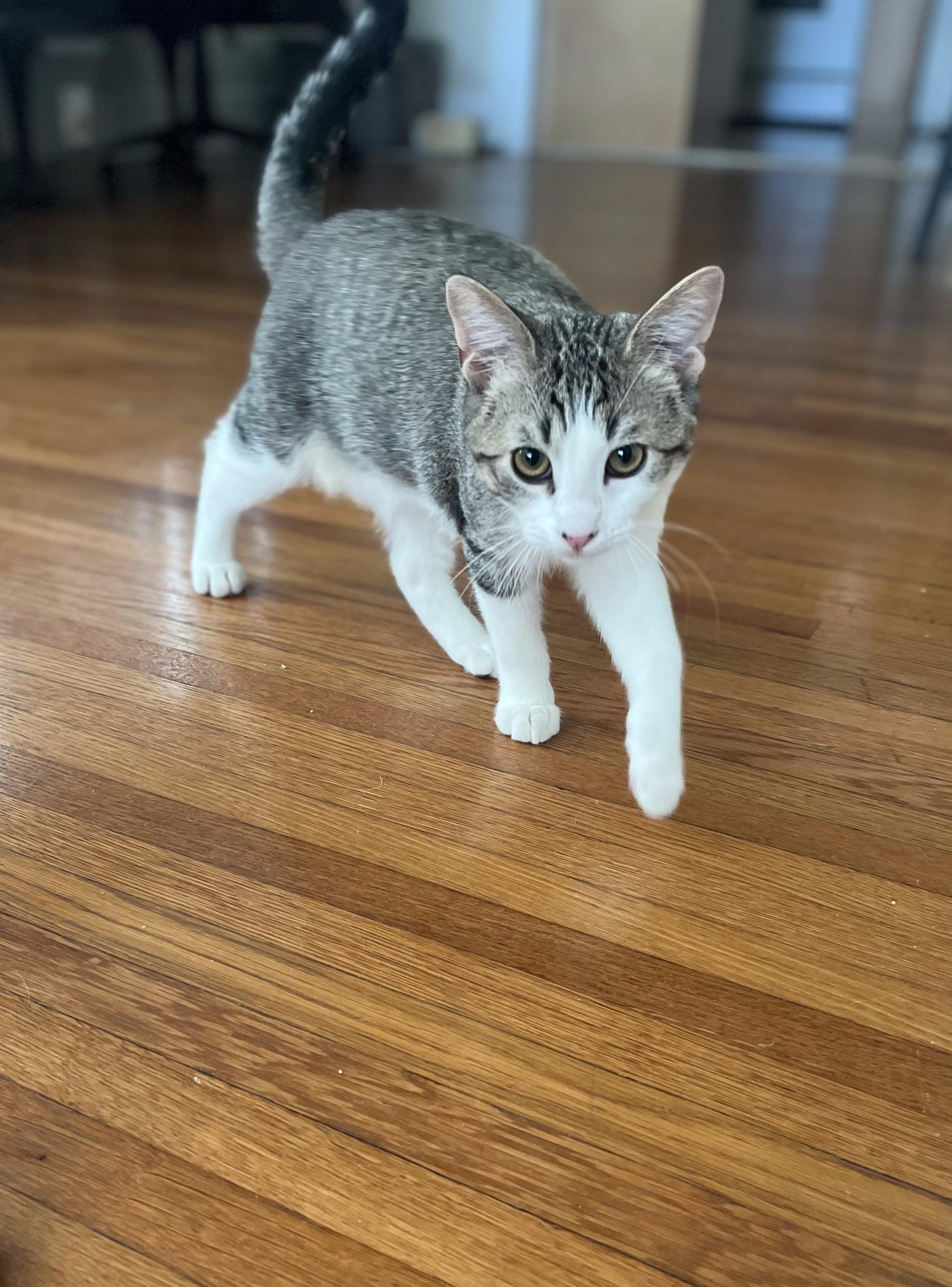 Enlarge Broccolo, a Adopted Domestic Short Hair in Long Beach, CA image 5/6