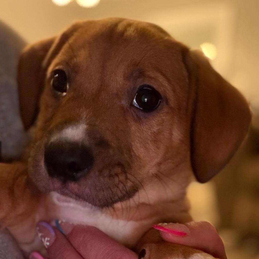 Eevee - pink, Adoptable, Puppy Female Hound & Labrador Retriever.