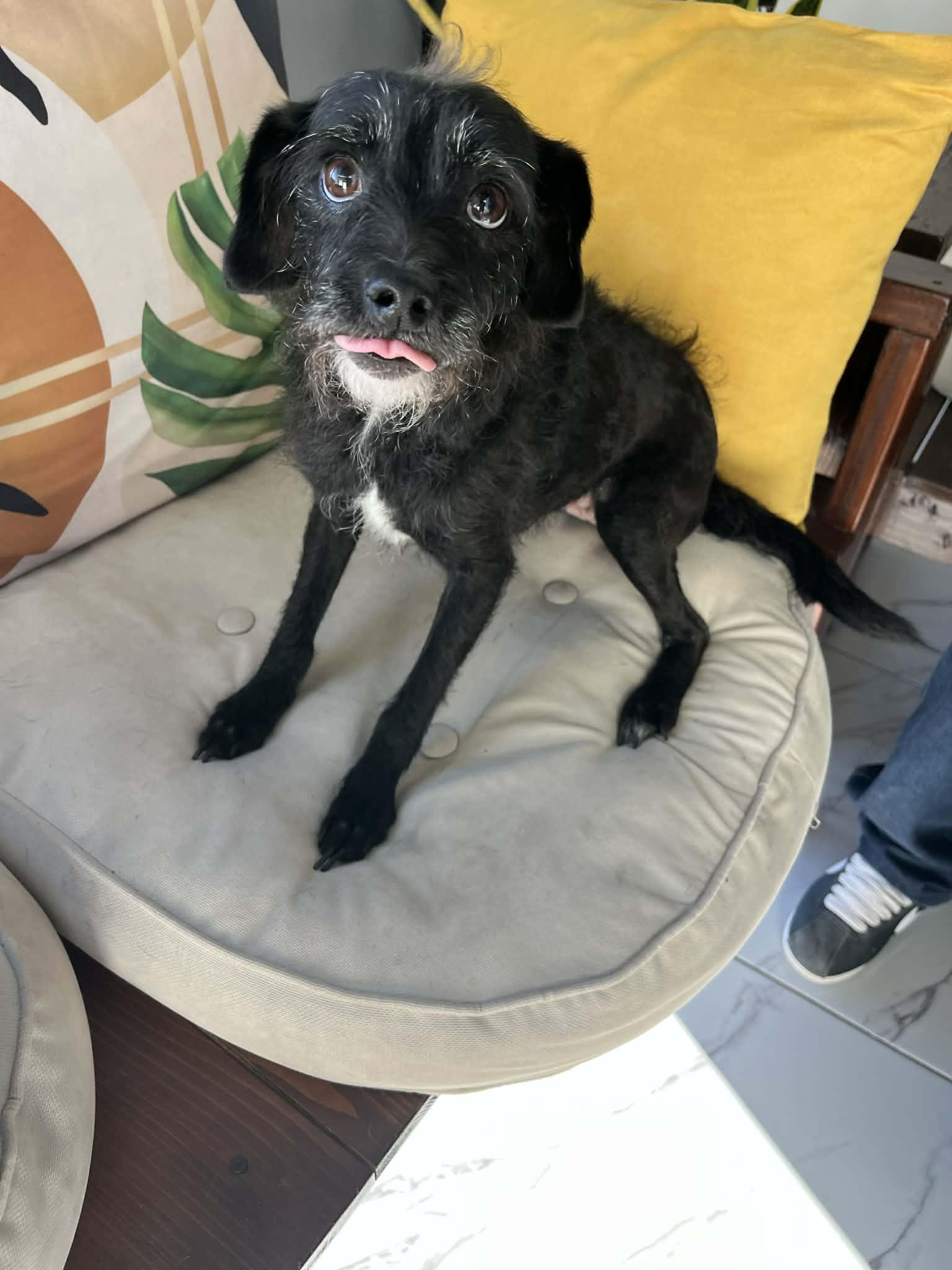 Enlarge Ella, a ADOPTABLE mixed breed in Poway, CA image 2/2