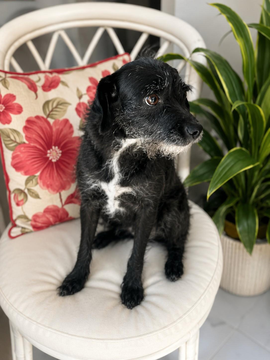 Ella, ADOPTABLE, Young Female Terrier.