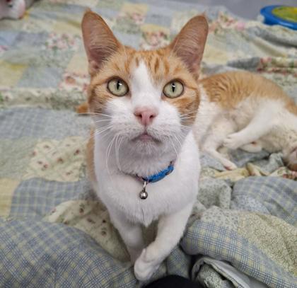 Enlarge Sunshine - Lonely Heart, a Adoptable Domestic Short Hair in Gwinn, MI image 1/1