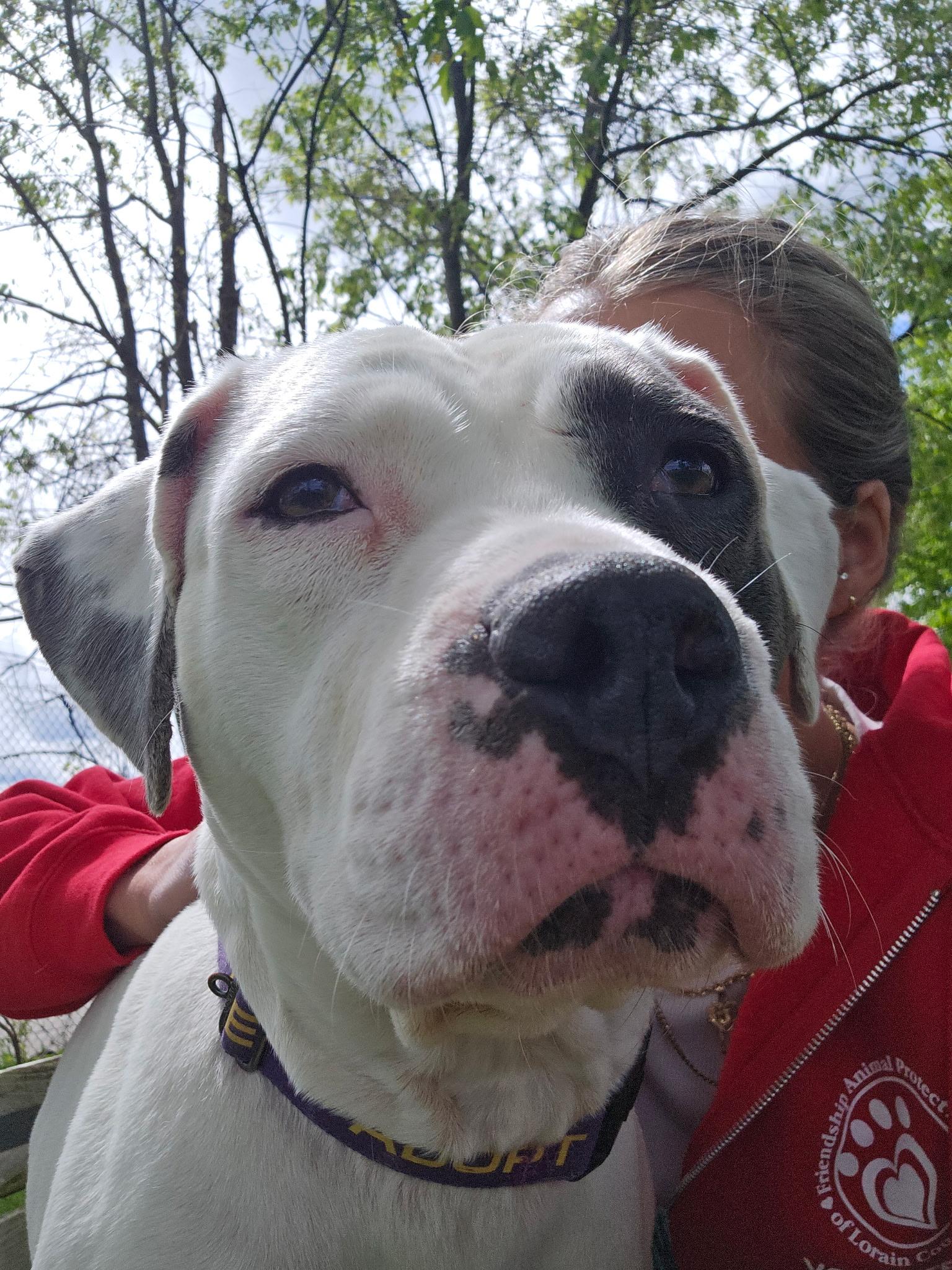 Enlarge Maya, a Adoptable mixed breed in Elyria, OH image 6/6
