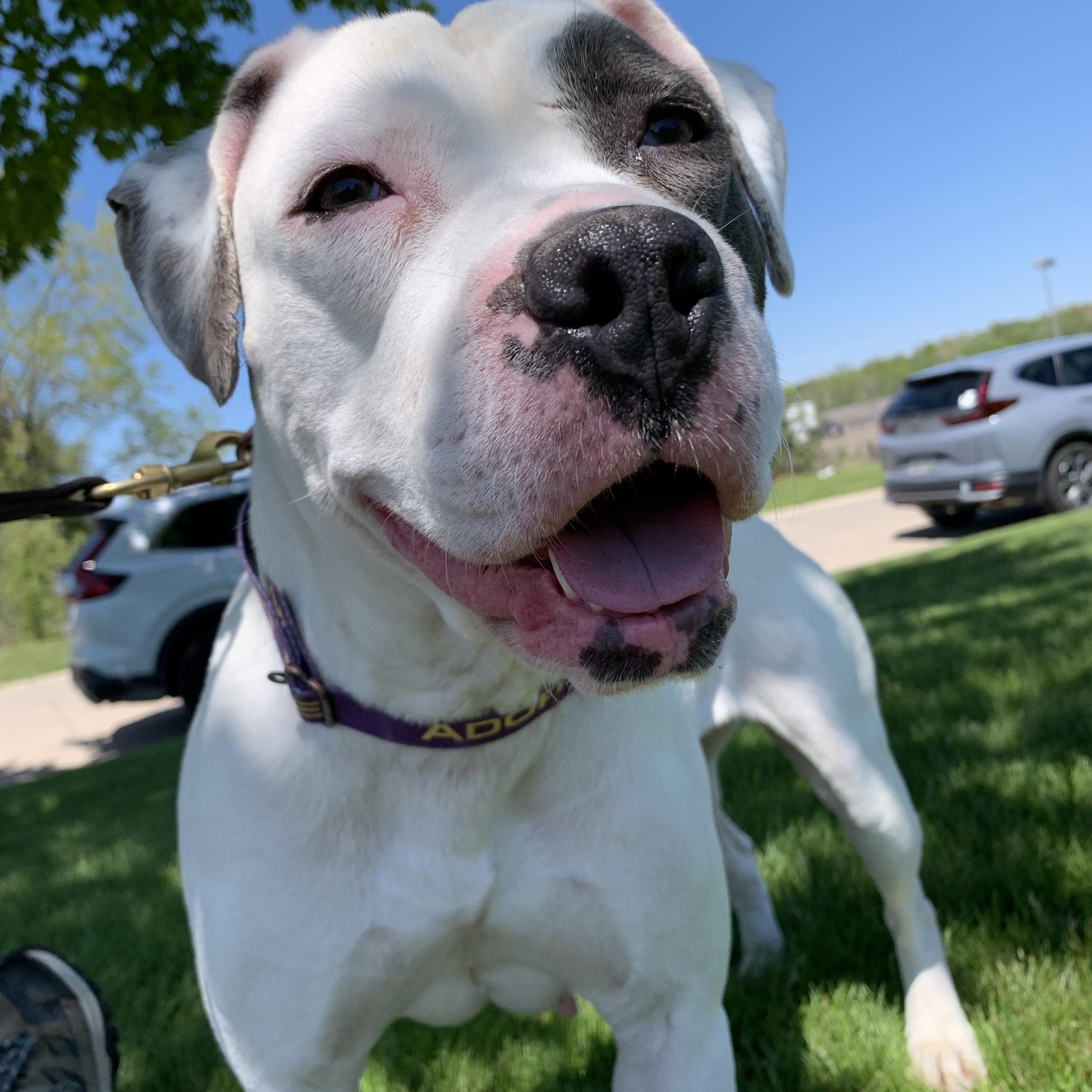Enlarge Maya, a Adoptable mixed breed in Elyria, OH image 1/6