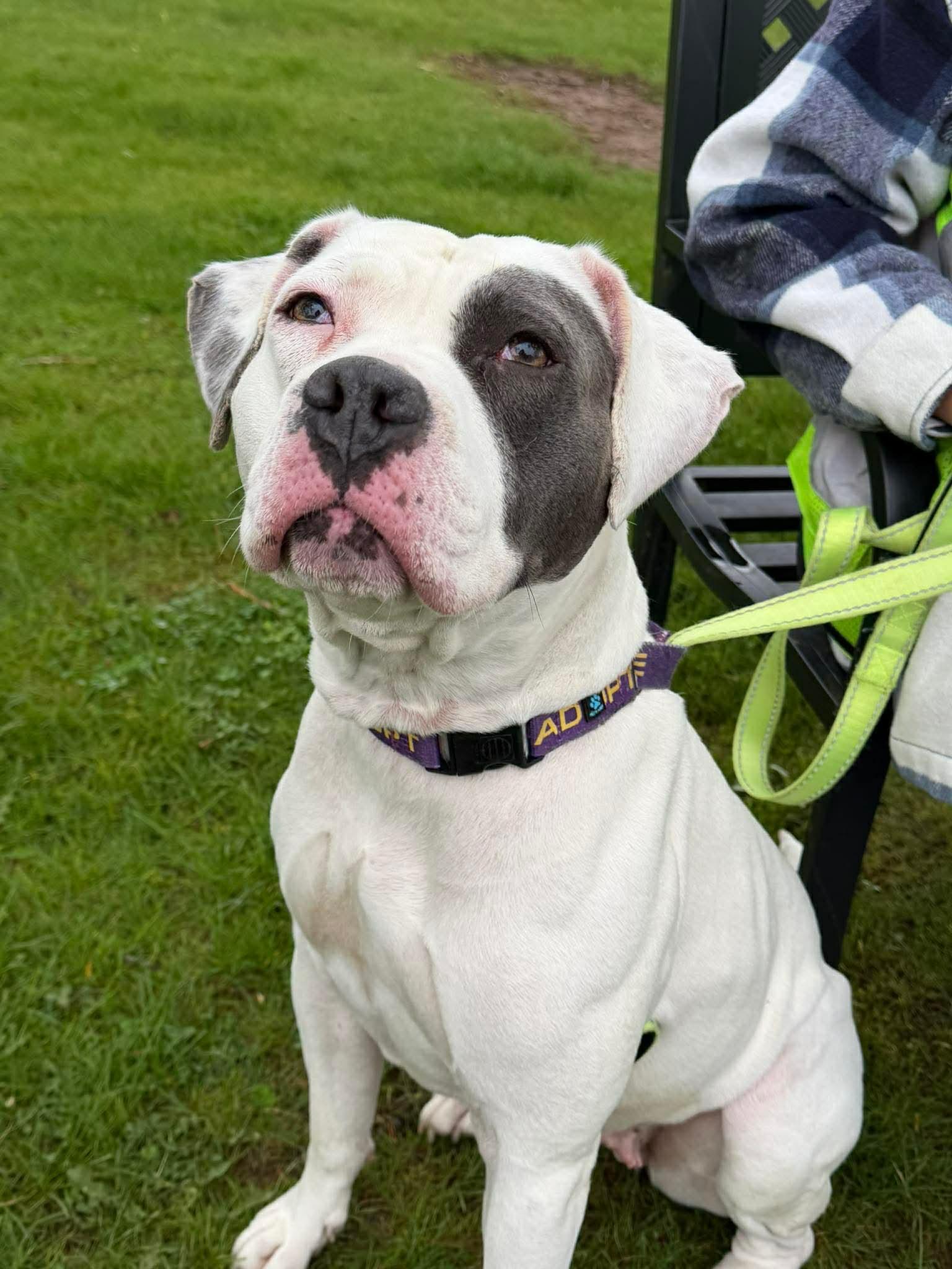 Enlarge Maya, a Adoptable mixed breed in Elyria, OH image 5/6