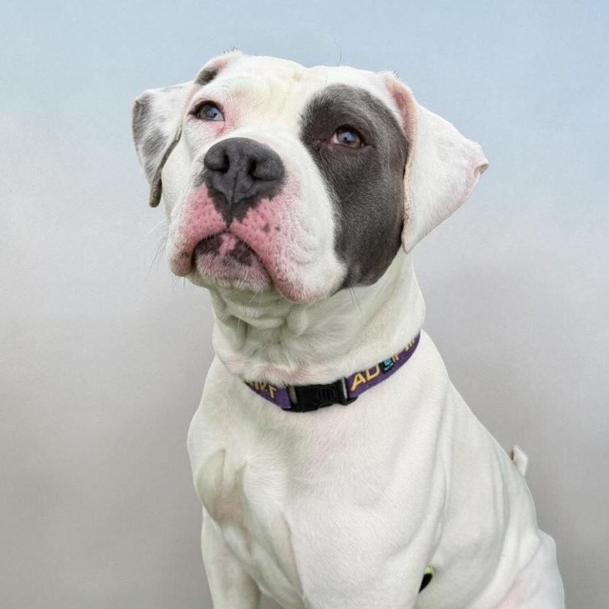 Enlarge Maya, a Adoptable mixed breed in Elyria, OH image 3/6