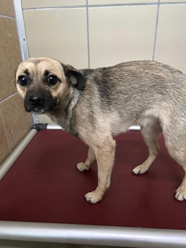Paola, a Adoptable Pug in Hobbs, NM image 1/2