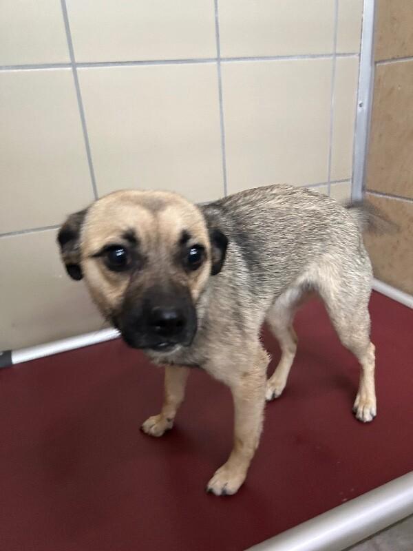 Paola, a Adoptable Pug in Hobbs, NM image 2/2