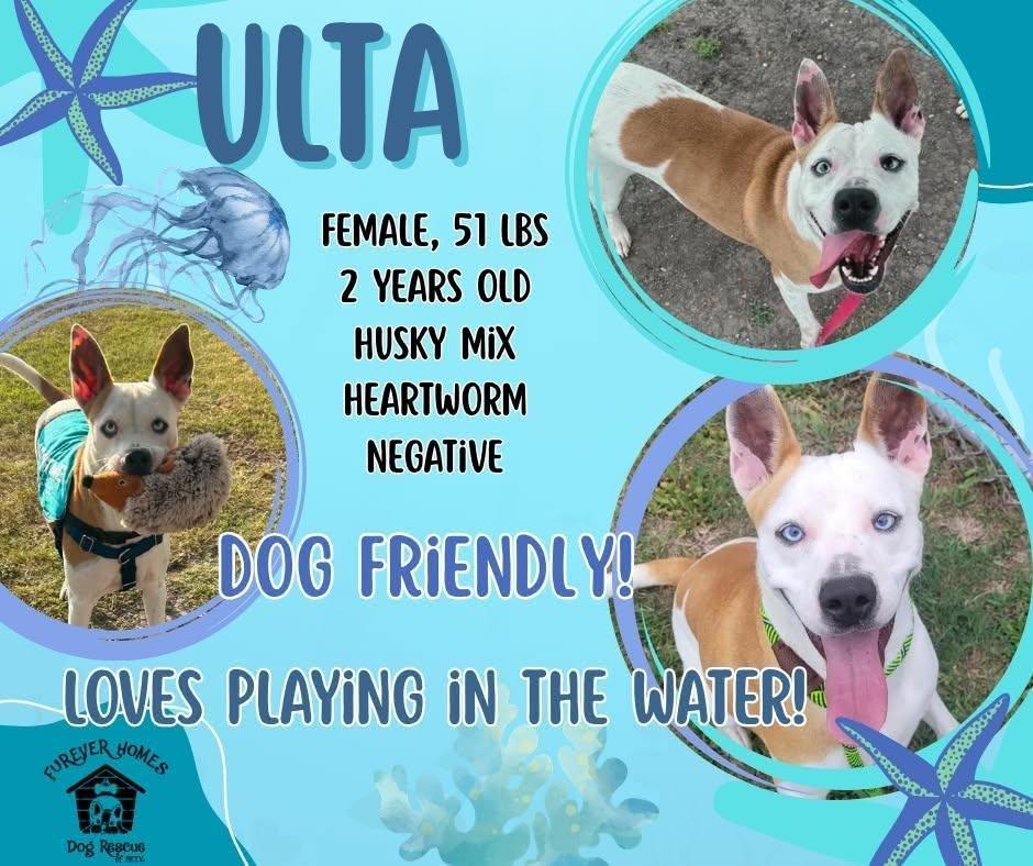 Ulta, Adoptable, Young Female Husky.