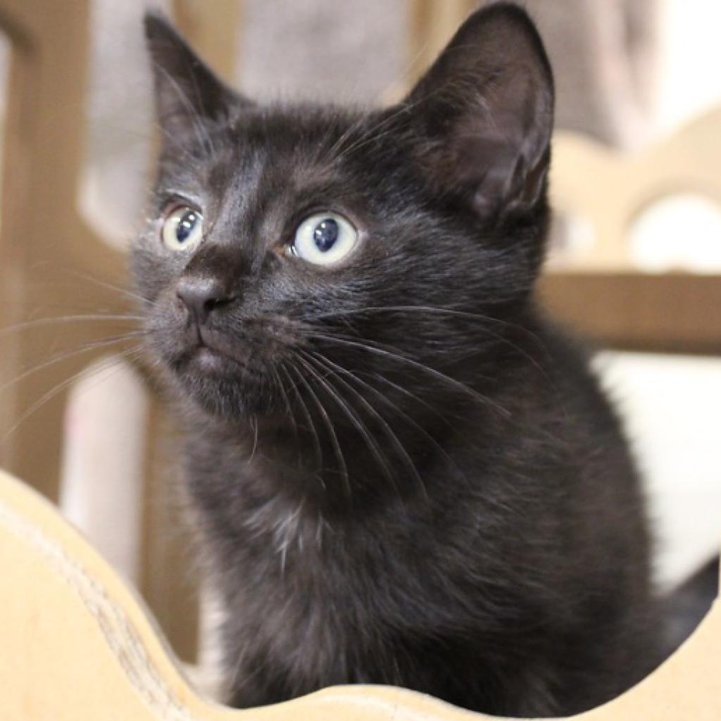 Elm, Adoptable, Adult Male Domestic Short Hair.