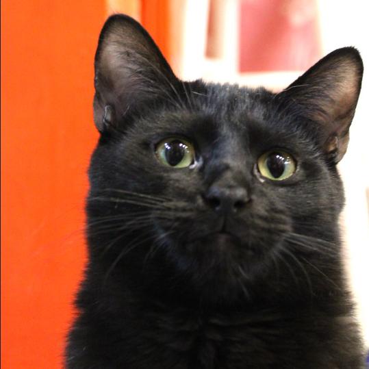 Enlarge Elm, a Adoptable Domestic Short Hair in Defiance, OH image 2/6