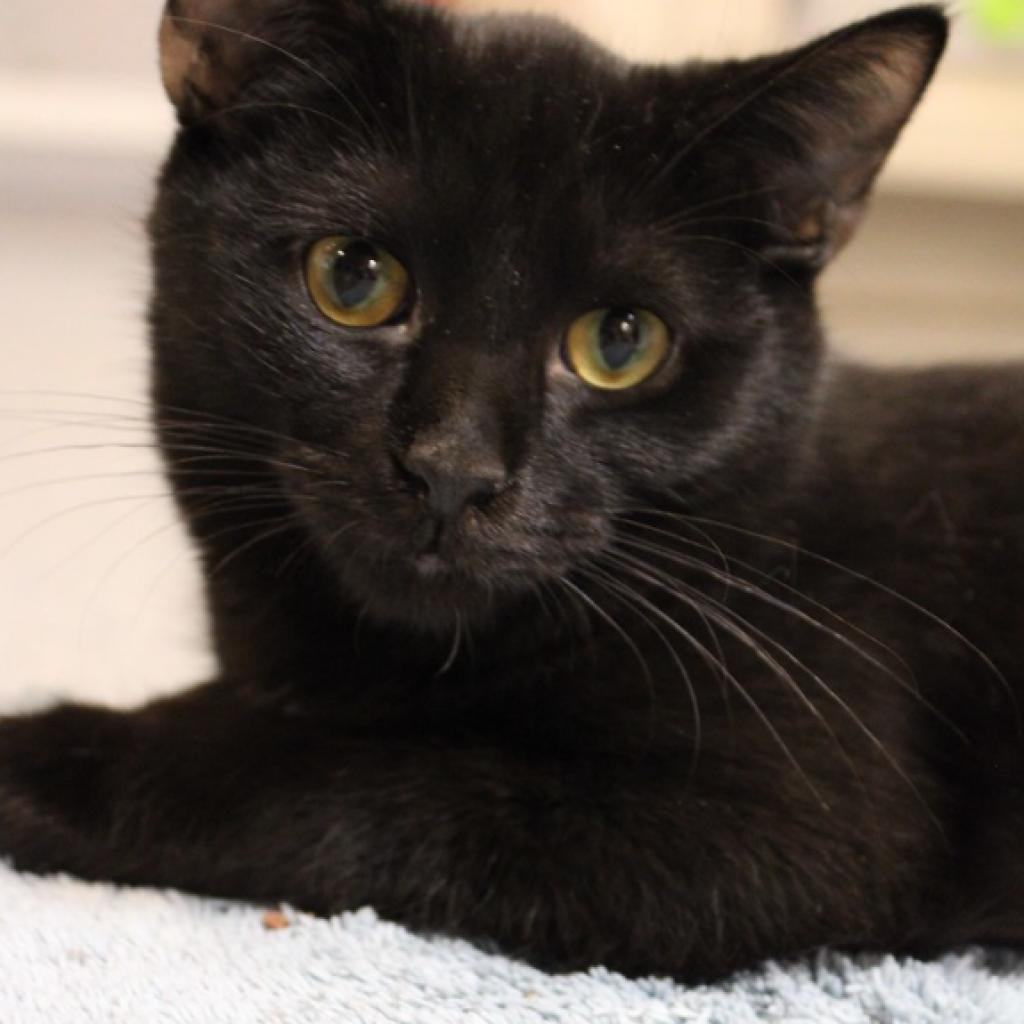 Enlarge Elm, a Adoptable Domestic Short Hair in Defiance, OH image 3/6