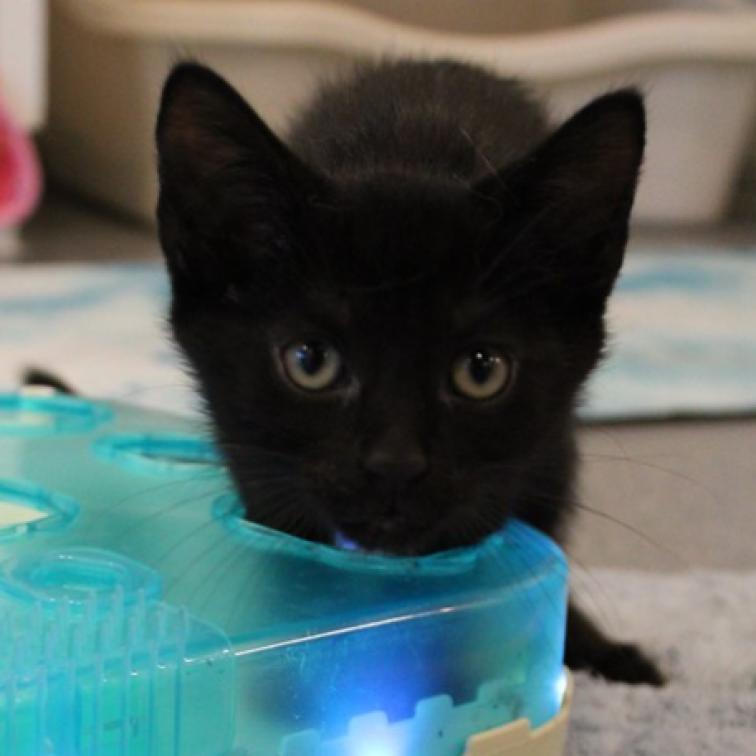 Enlarge Elm, a Adoptable Domestic Short Hair in Defiance, OH image 4/6