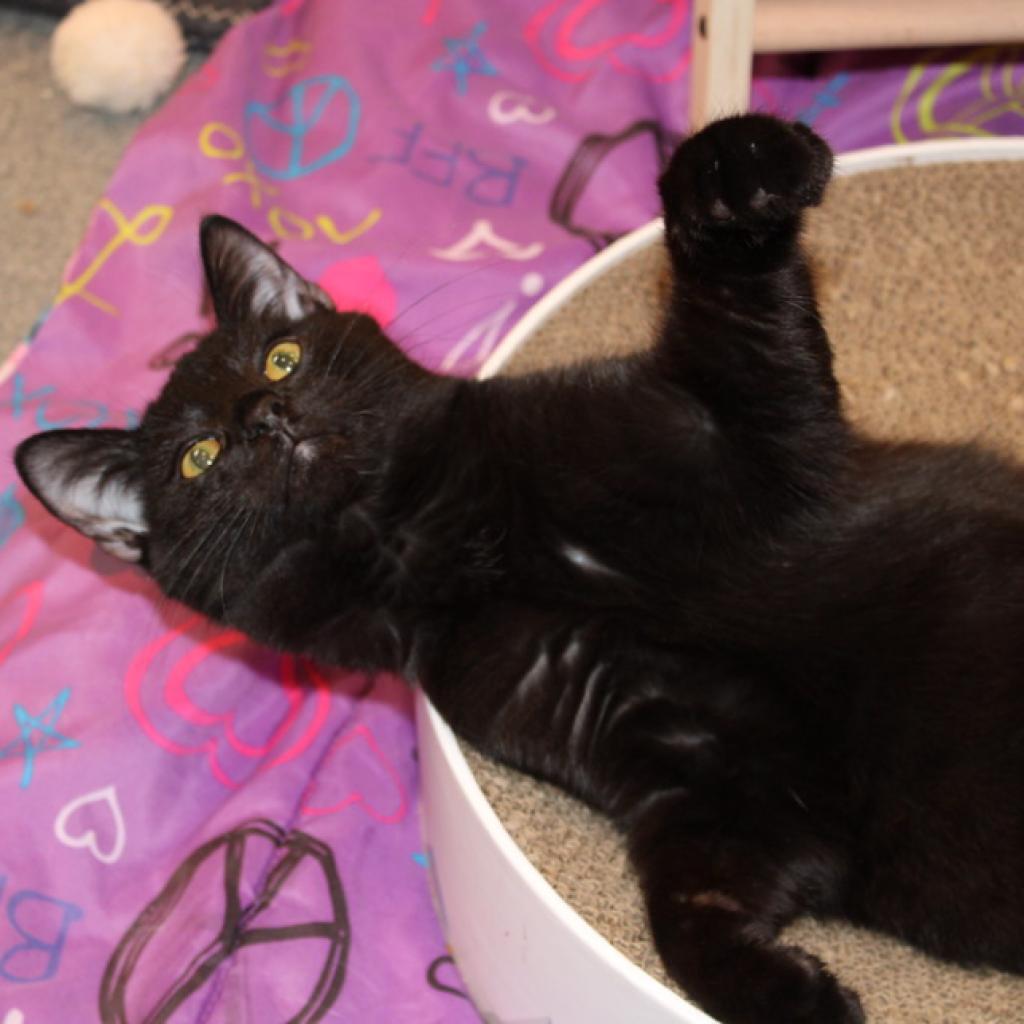 Enlarge Elm, a Adoptable Domestic Short Hair in Defiance, OH image 5/6