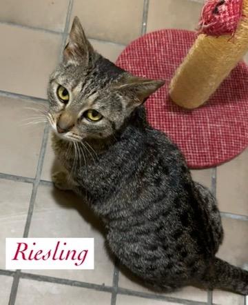 Riesling