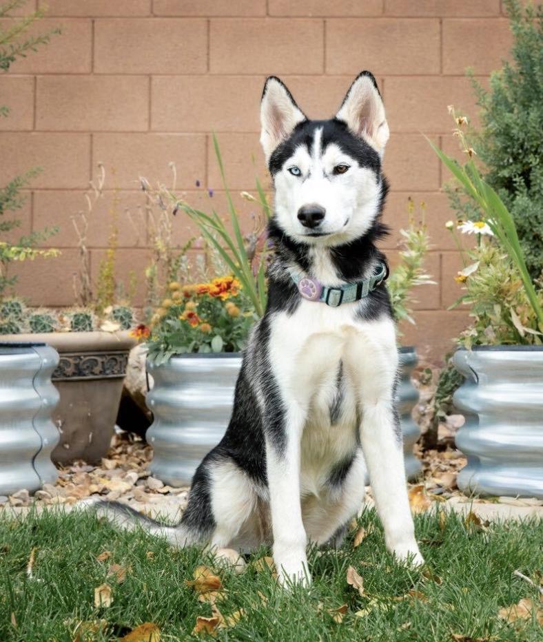 Enlarge Billie, a Adoptable Siberian Husky in Cottonwood Heights, UT image 1/5