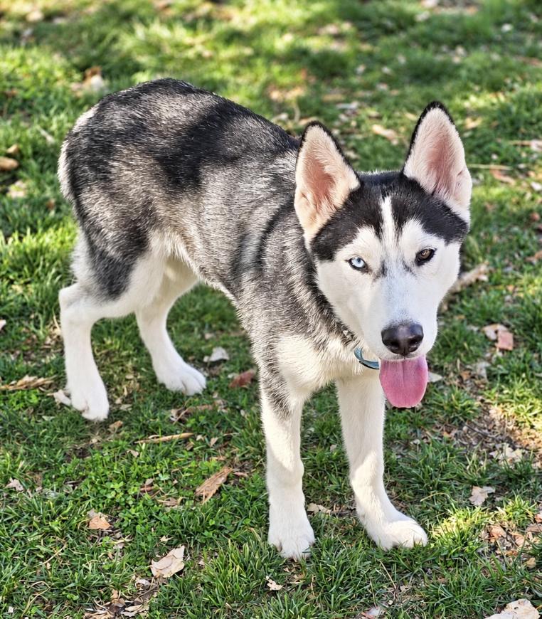 Enlarge Billie, a Adoptable Siberian Husky in Cottonwood Heights, UT image 2/5