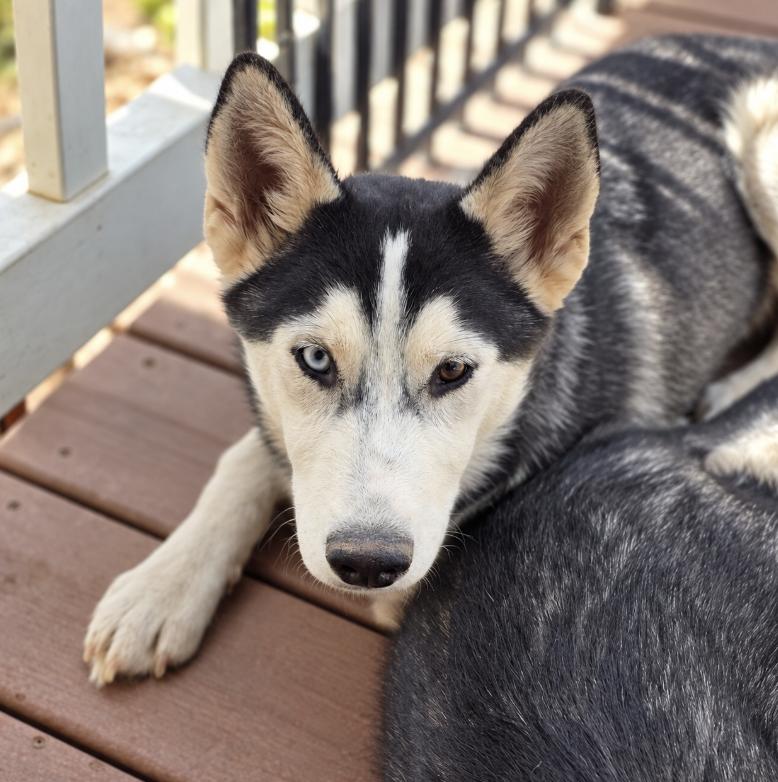Enlarge Billie, a Adoptable Siberian Husky in Cottonwood Heights, UT image 3/5