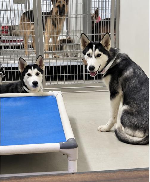 Enlarge Billie, a Adoptable Siberian Husky in Cottonwood Heights, UT image 5/5