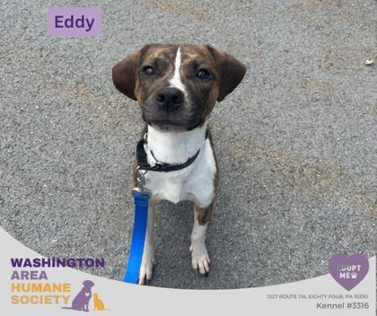 Eddy, Adopted, Adult Male Beagle.