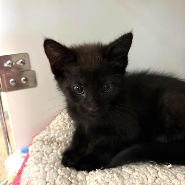 Jaguar, Adoptable, Kitten Female Domestic Medium Hair.