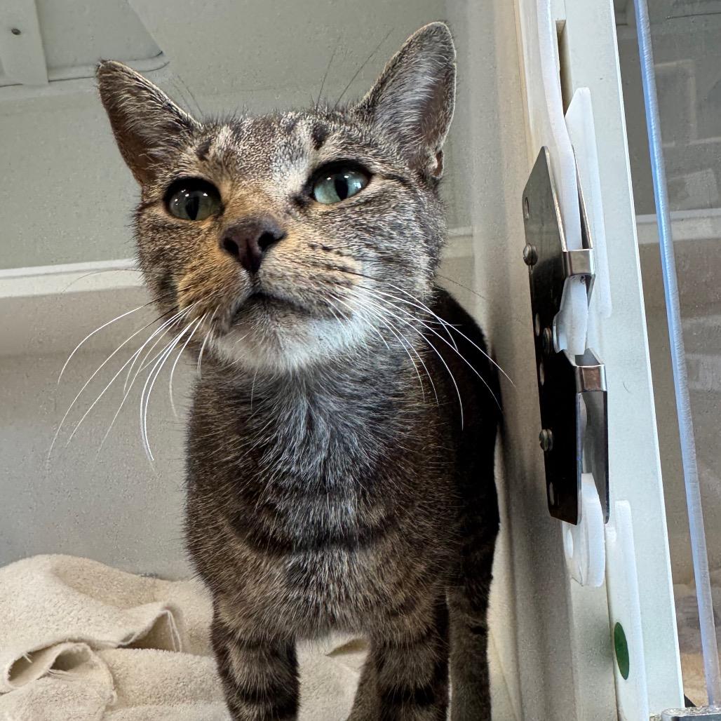 Enlarge Sweet Pea, a Adoptable American Bobtail in Greensboro, NC image 2/2