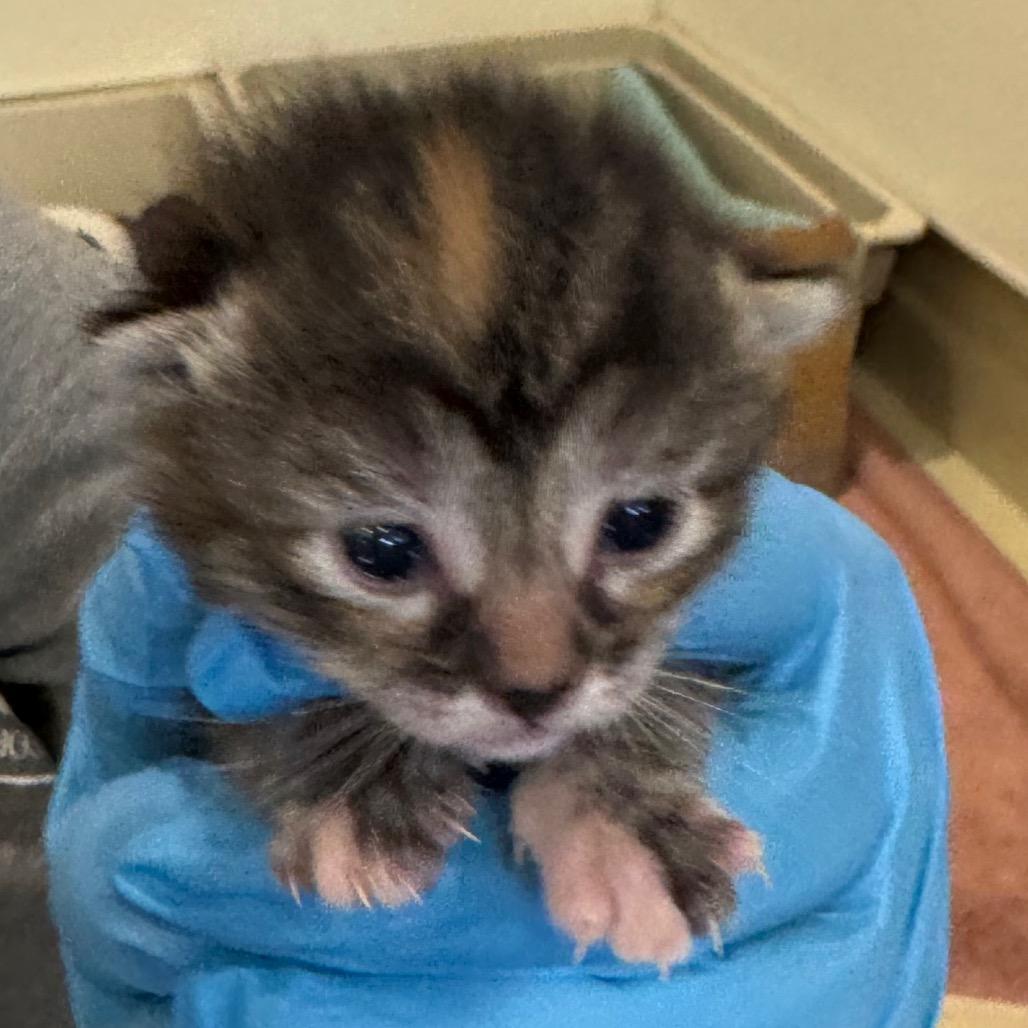 Cayenne, Adoptable, Kitten Female Domestic Short Hair.