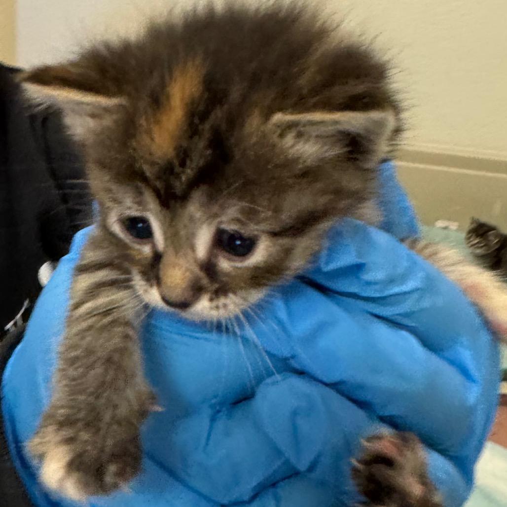 Enlarge Cayenne, a Adoptable Domestic Short Hair in International Falls, MN image 2/3