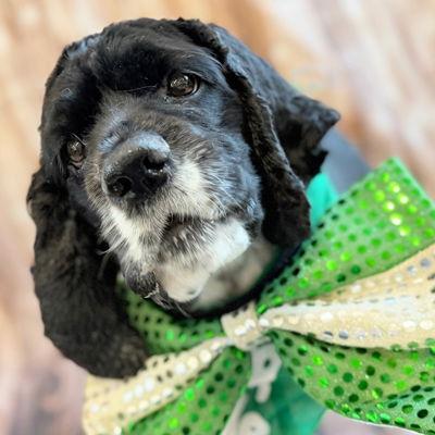 Enlarge Hannah, a Adoptable Cocker Spaniel in Arlington, VA image 1/3