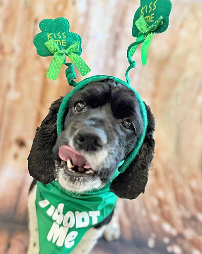 Enlarge Hannah, a Adoptable Cocker Spaniel in Arlington, VA image 2/3