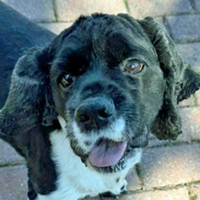 Enlarge Hannah, a Adoptable Cocker Spaniel in Arlington, VA image 3/3