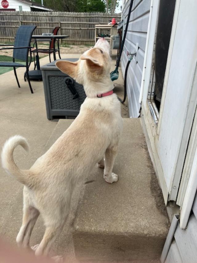 Olivia, a ADOPTABLE mixed breed in RUSSIAVILLE, IN image 2/4