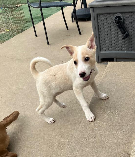 Olivia, a ADOPTABLE mixed breed in RUSSIAVILLE, IN image 1/4