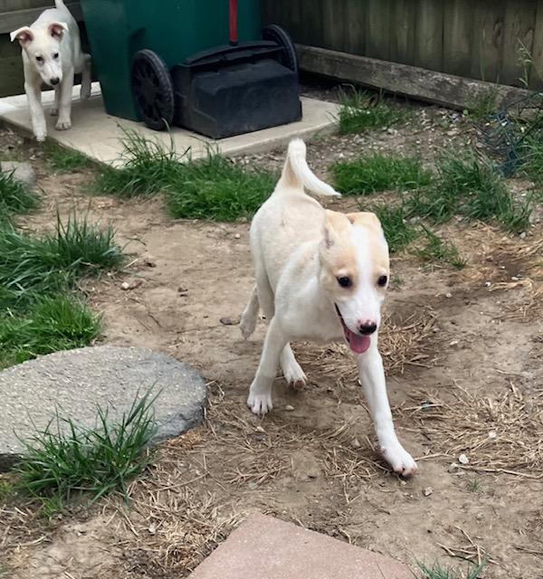 Olivia, a ADOPTABLE mixed breed in RUSSIAVILLE, IN image 4/4