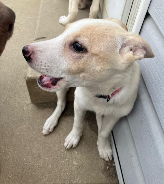 Olivia, a ADOPTABLE mixed breed in RUSSIAVILLE, IN image 3/4