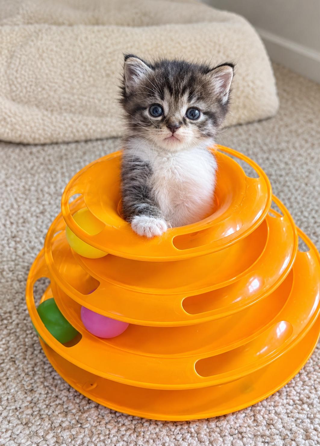 Jerry, Adoptable, Kitten Male Tabby.
