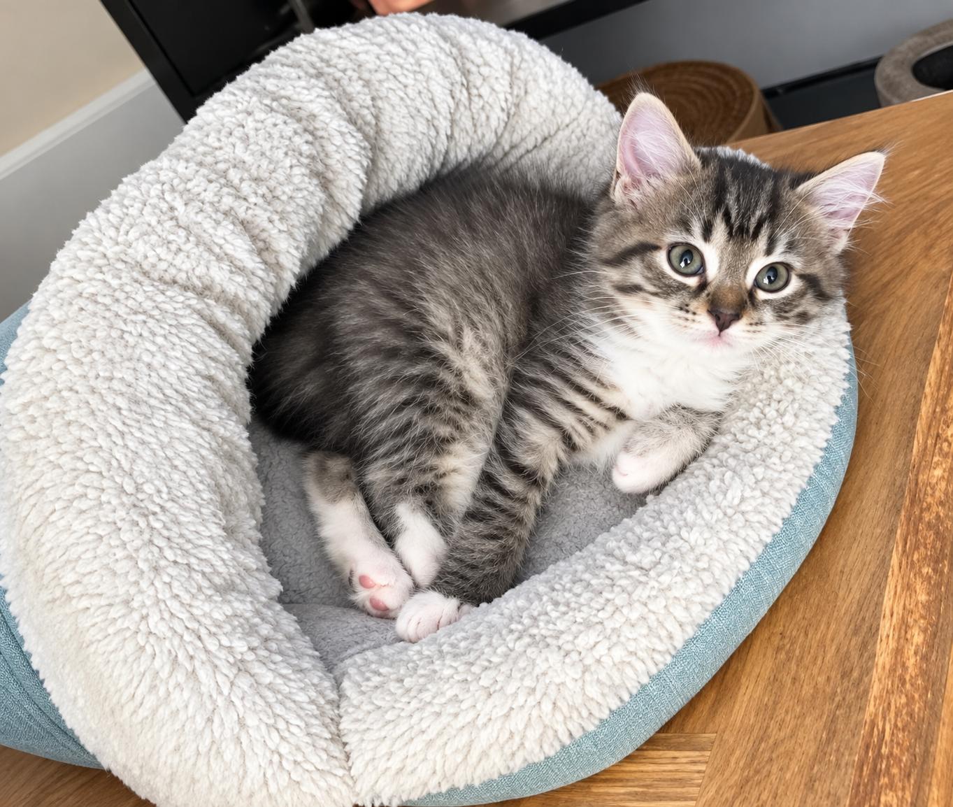 Enlarge Jerry, a Adoptable Tabby in Pickerington, OH image 2/3