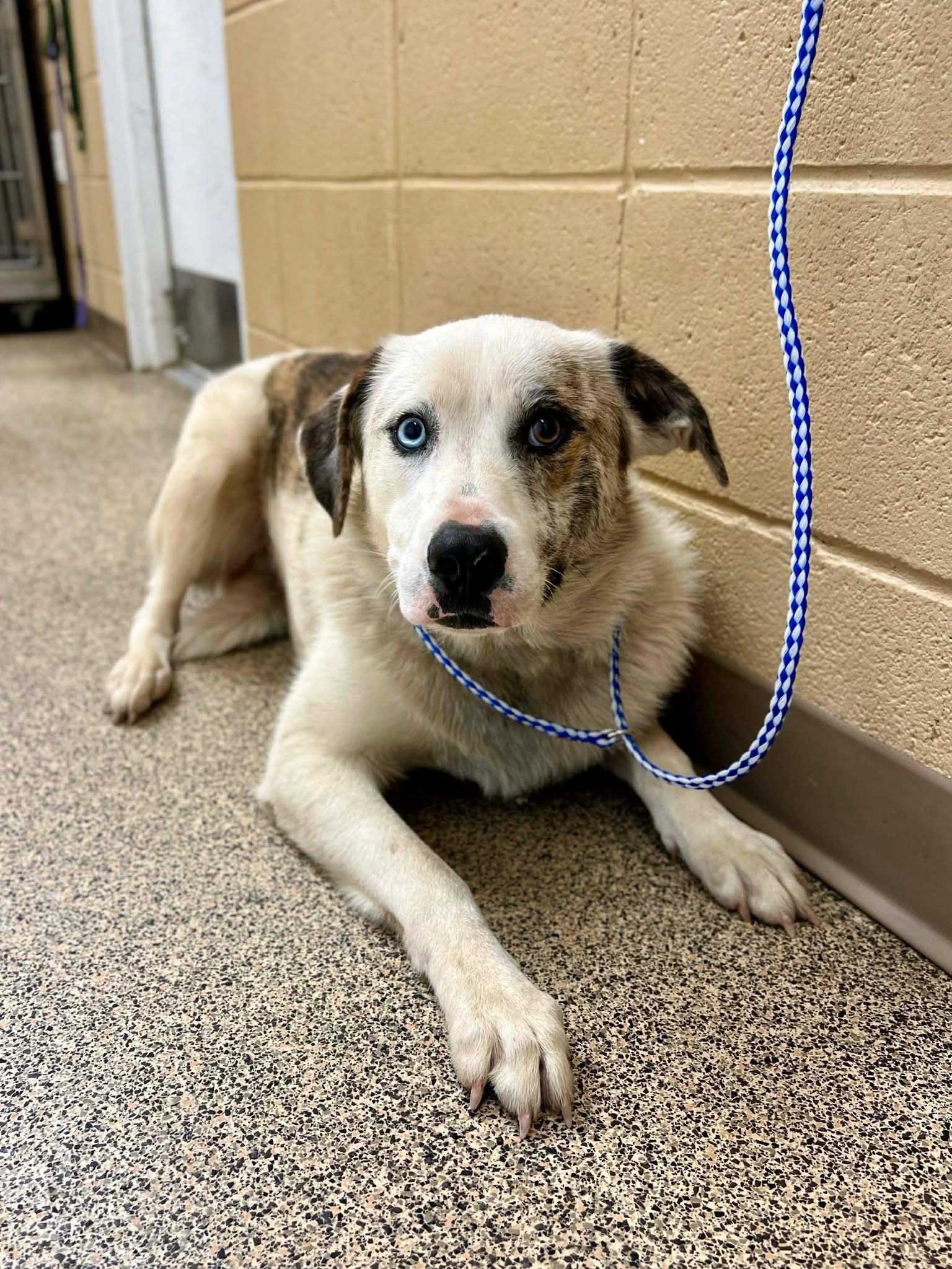 Raider, ADOPTABLE, Adult Male Australian Shepherd.