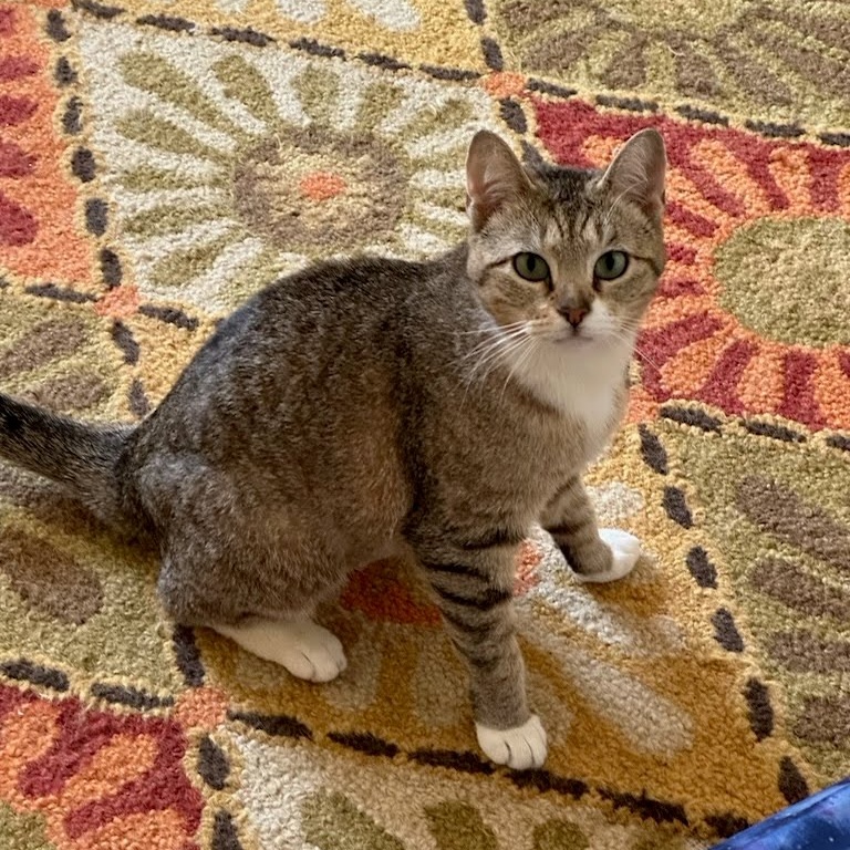 Juno, a Adoptable Domestic Short Hair in Lansdowne, PA image 2/4