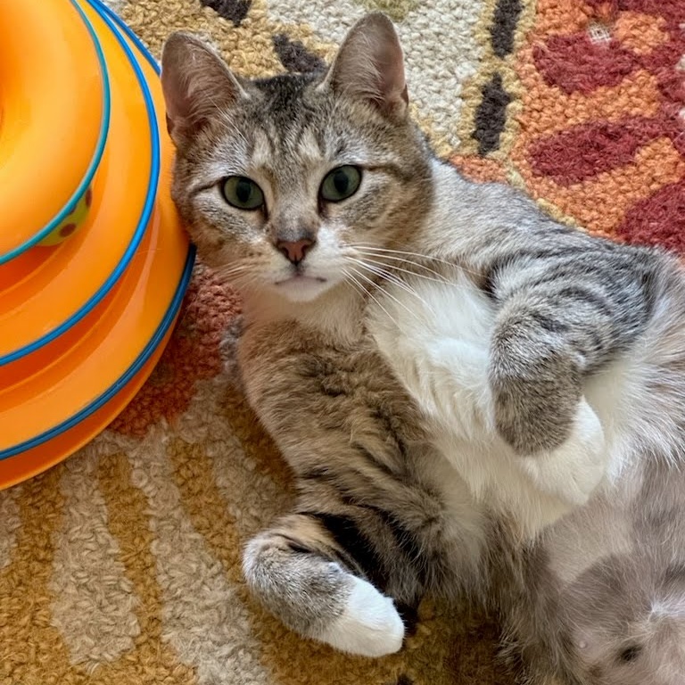 Juno, a Adoptable Domestic Short Hair in Lansdowne, PA image 3/4