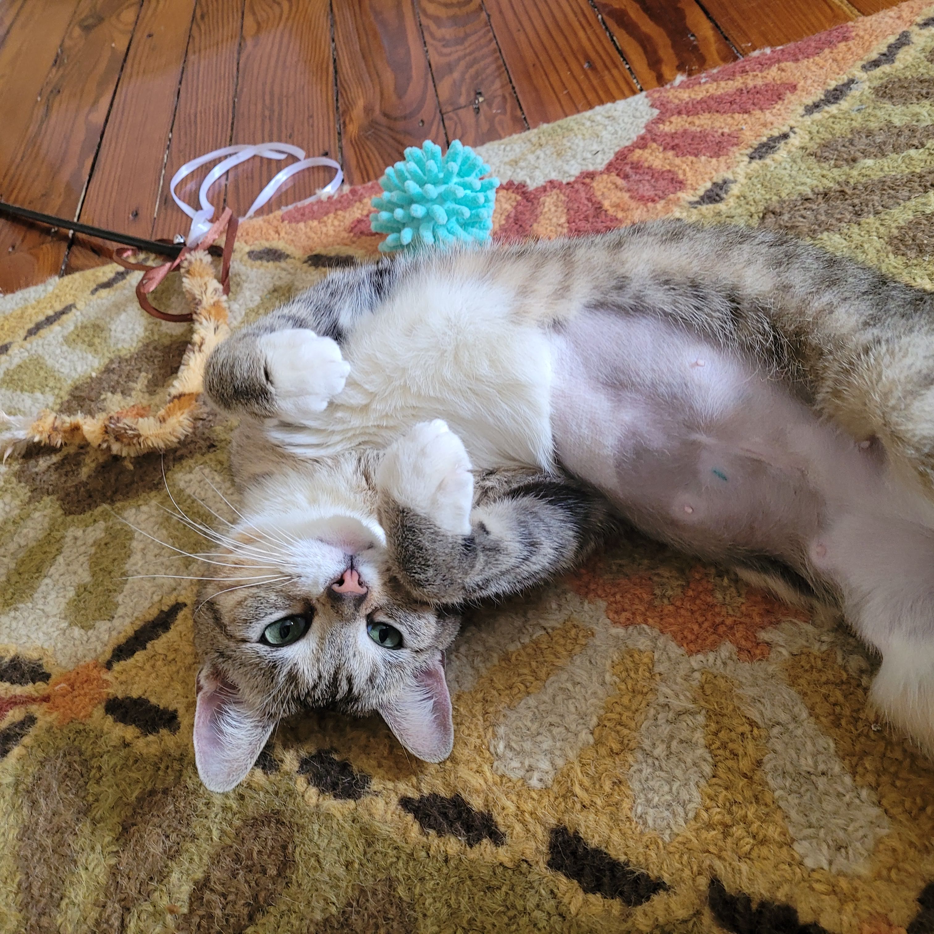 Juno, a Adoptable Domestic Short Hair in Lansdowne, PA image 4/4