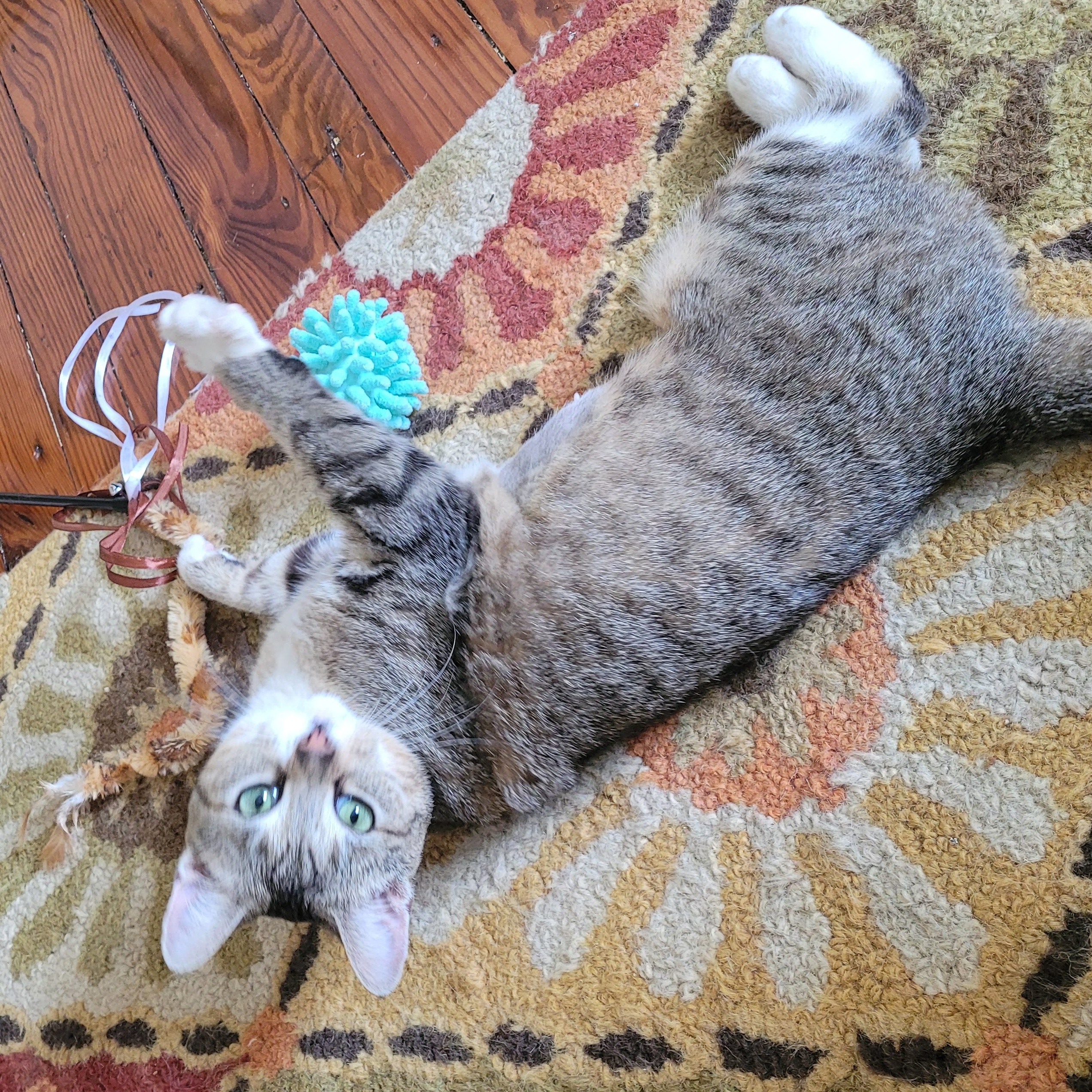 Juno, a Adoptable Domestic Short Hair in Lansdowne, PA image 1/4