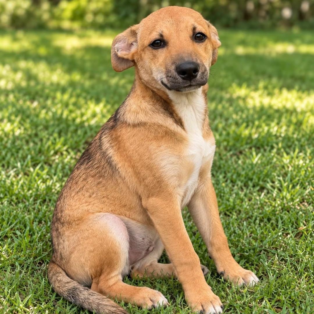 Enlarge PHILOCTETES, a Adoptable Mixed Breed in Cranston, RI image 1/1
