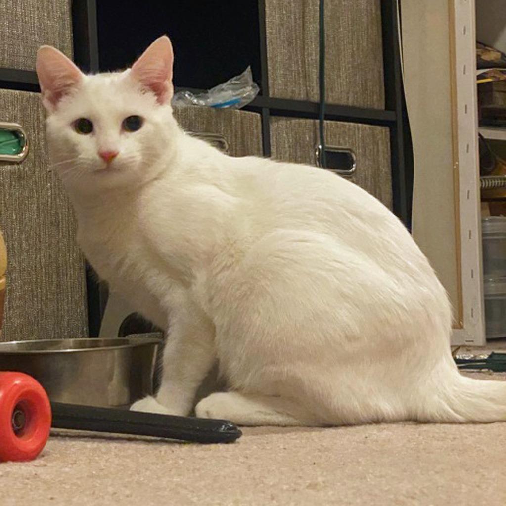 Snowball, Adopted, Kitten Male Domestic Short Hair.