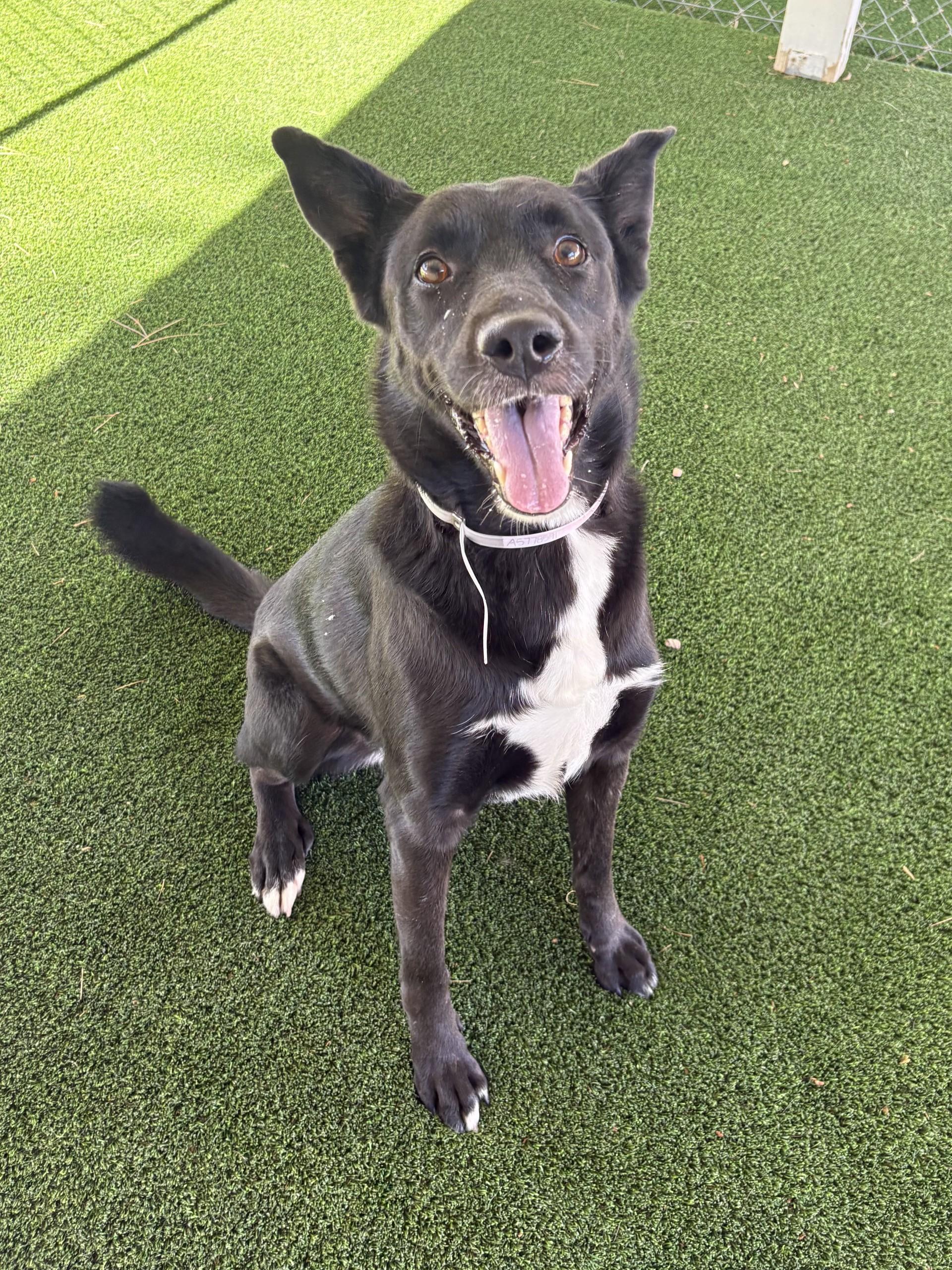 Enlarge Orca (Orchid), a Adoptable mixed breed in Santa Clarita, CA image 2/5
